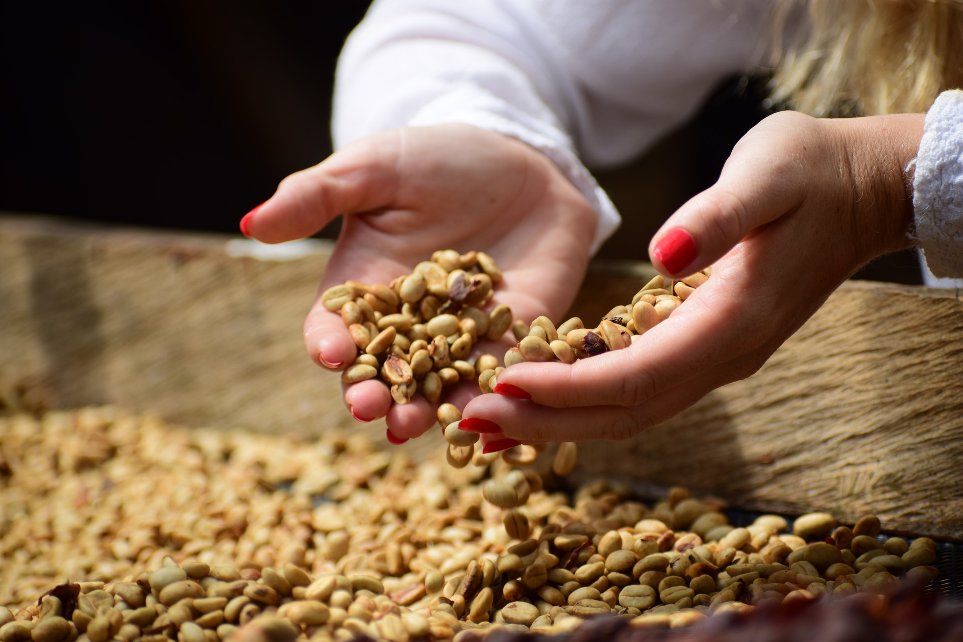 Arábica vs. Robusta ¿De qué se trata?