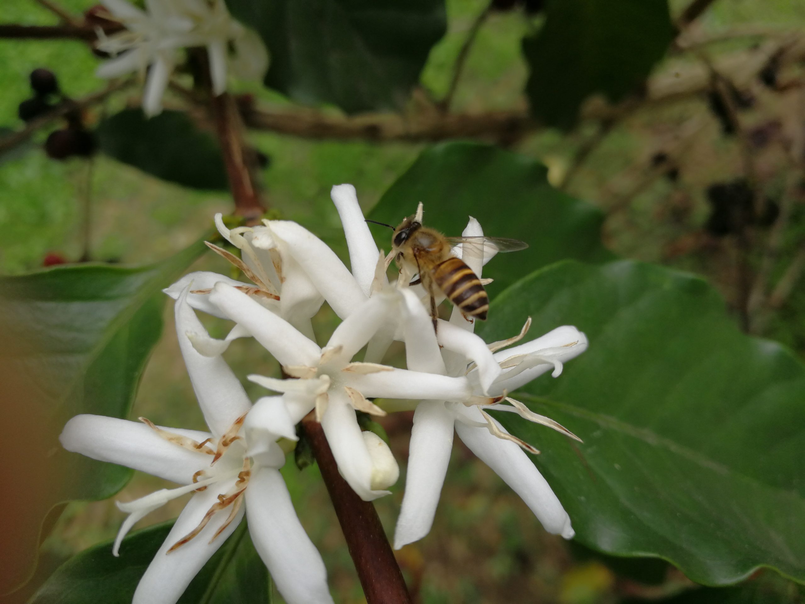 Cómo los pájaros y las abejas ayudan a las plantas de café